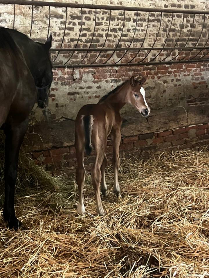 Mare Selle Français For sale 2010 Dark Bay