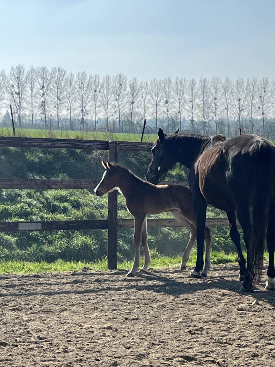 Mare Selle Français For sale 2010 Dark Bay