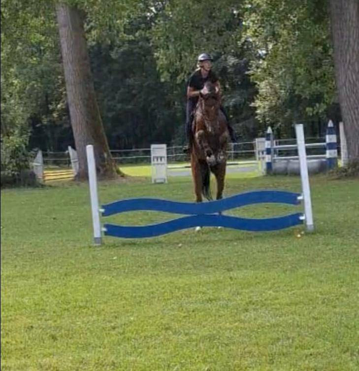 Gelding BWP Belgian Warmblood For sale 2022 Bay