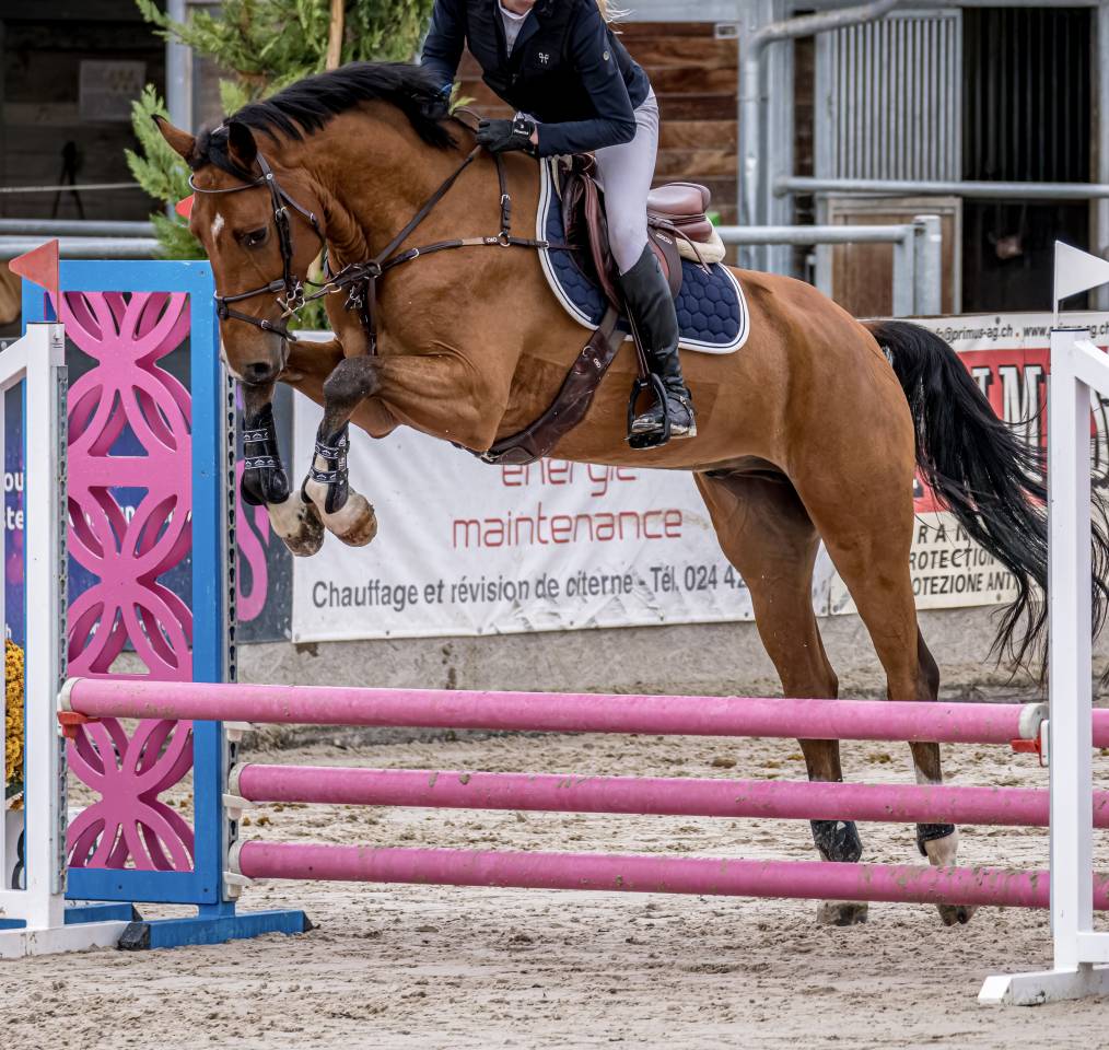 Gelding BWP Belgian Warmblood For sale 2022 Bay