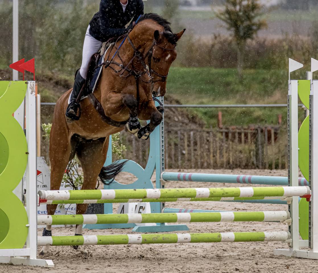 Gelding BWP Belgian Warmblood For sale 2022 Bay