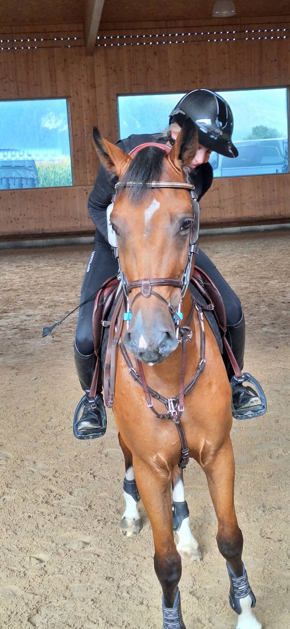 Gelding BWP Belgian Warmblood For sale 2022 Bay