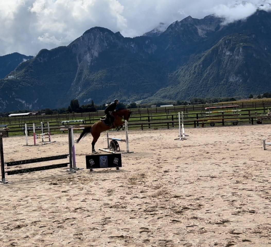 Gelding BWP Belgian Warmblood For sale 2022 Bay