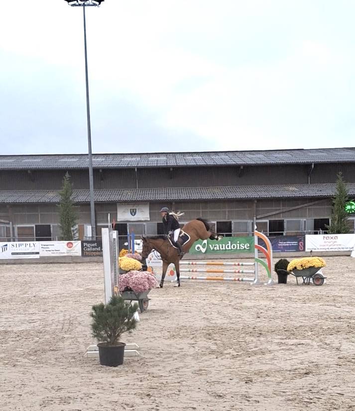 Gelding BWP Belgian Warmblood For sale 2022 Bay