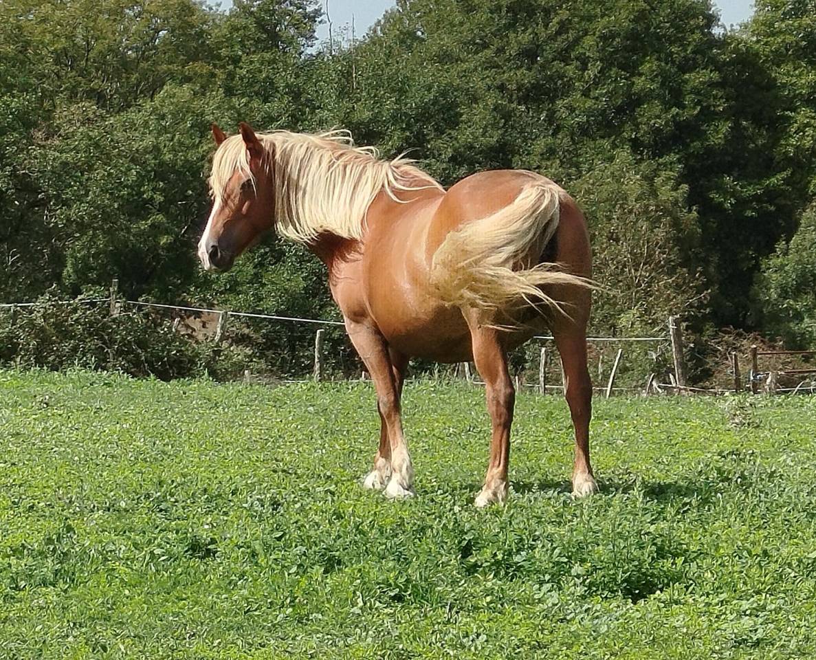 Mare Origin Recorded For sale 2014 Chesnut