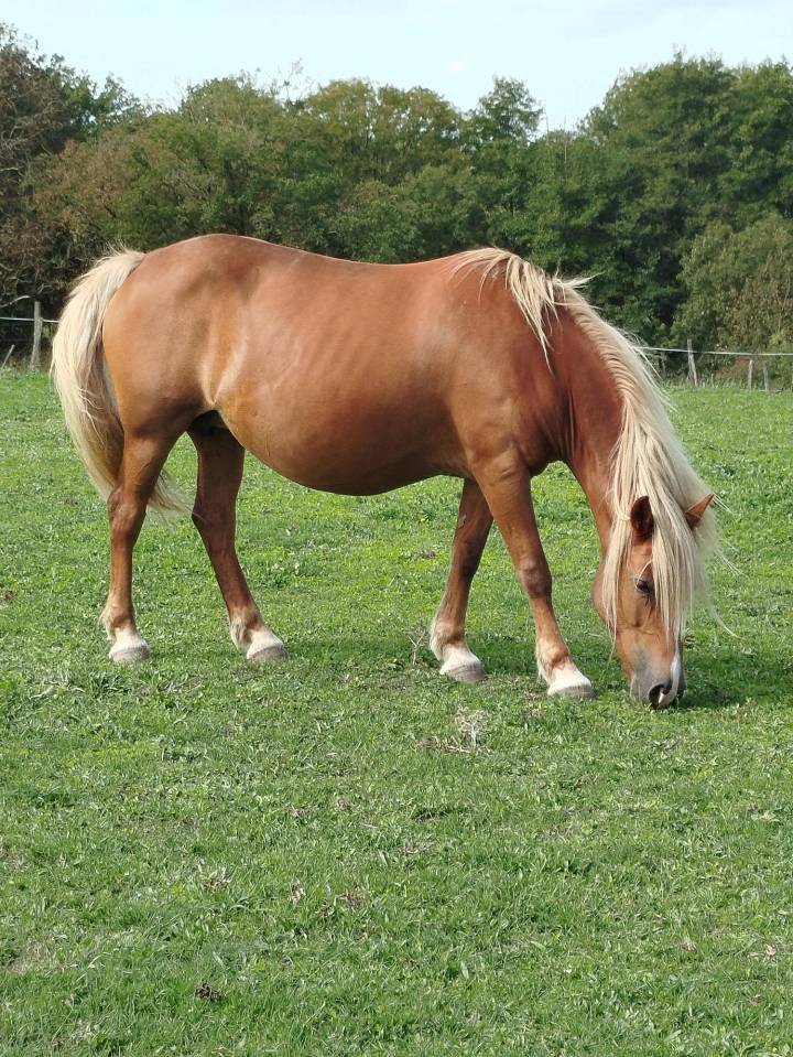 Mare Origin Recorded For sale 2014 Chesnut