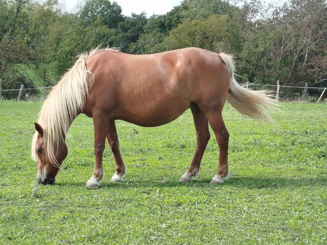 Mare Origin Recorded For sale 2014 Chesnut