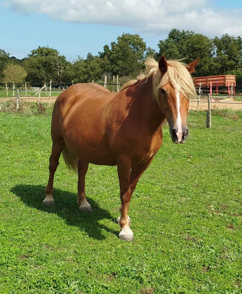 Mare Origin Recorded For sale 2014 Chesnut