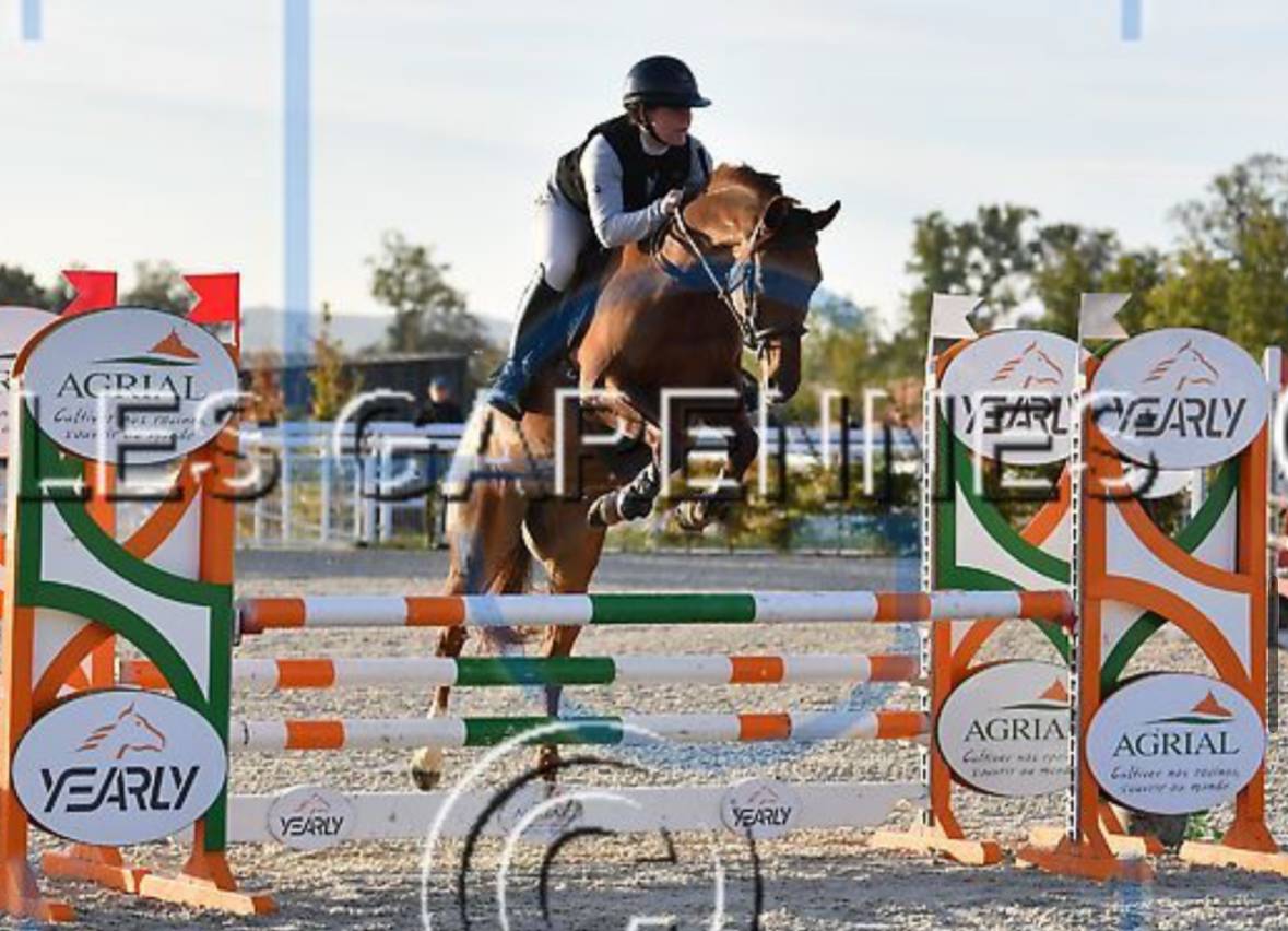 Mare Anglo-Arabian For sale 2020 Chesnut