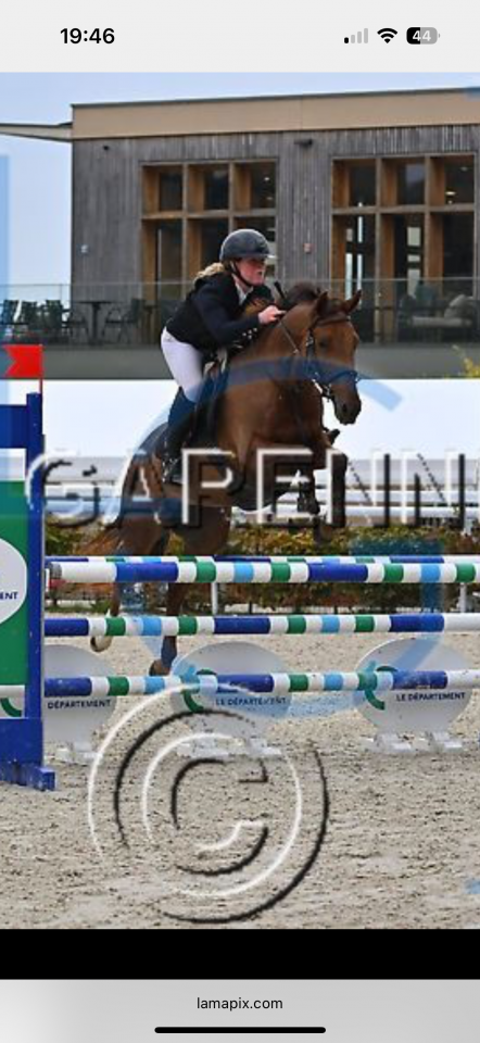 Mare Anglo-Arabian For sale 2020 Chesnut