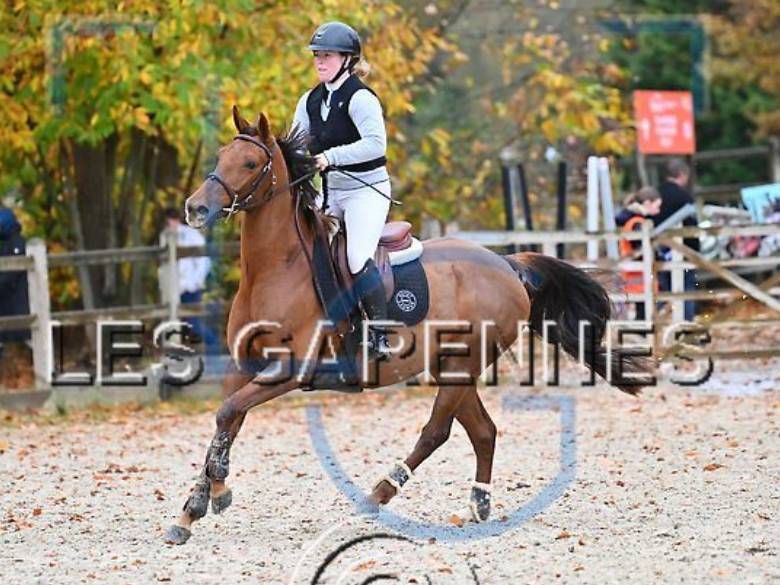 Mare Anglo-Arabian For sale 2020 Chesnut