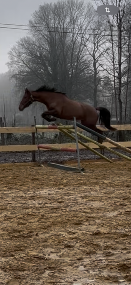 Mare Anglo-Arabian For sale 2020 Chesnut