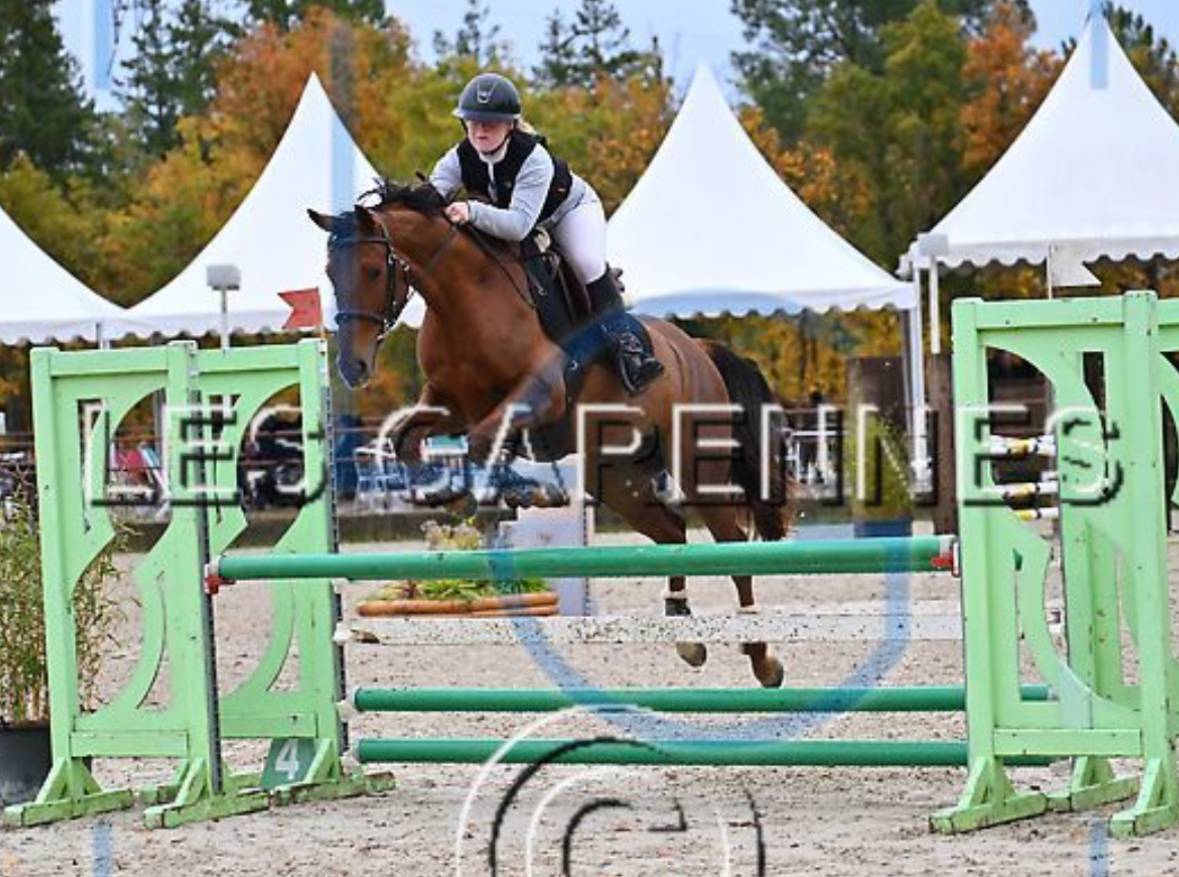 Mare Anglo-Arabian For sale 2020 Chesnut