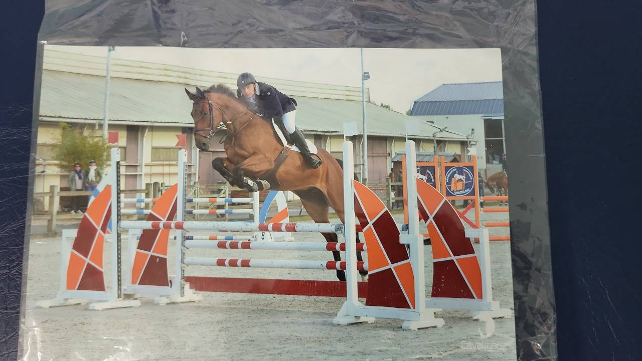 Gelding Selle Français For sale 2010 Bay