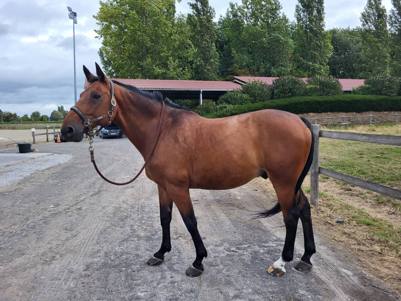 Gelding Selle Français For sale 2010 Bay
