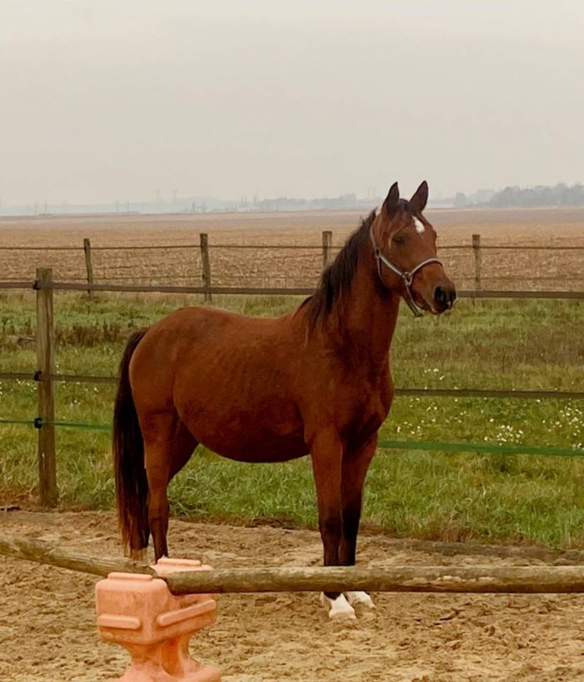 Mare Origin Recorded For sale 2022 Bay