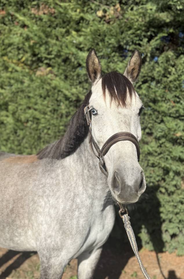 Mare French Saddle Pony For sale 2020 Grey