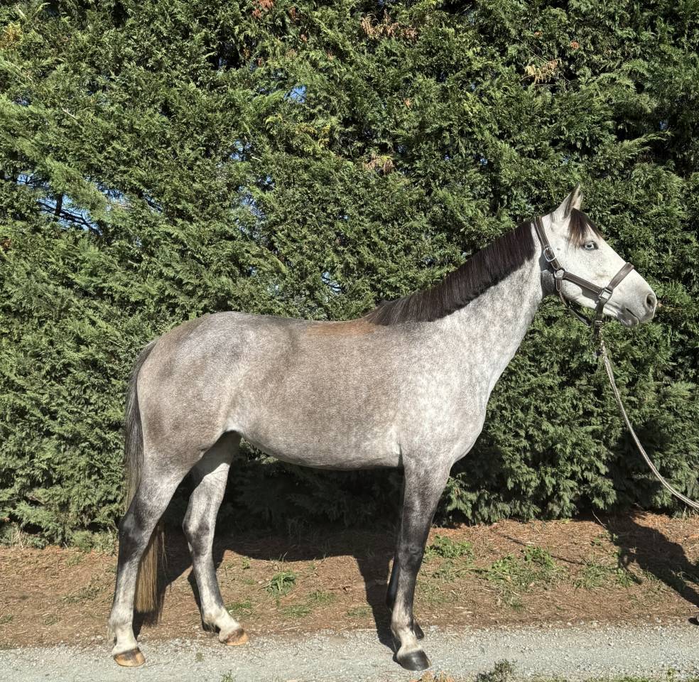 Mare French Saddle Pony For sale 2020 Grey
