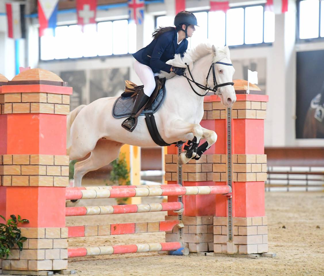 Mare Connemara For sale 2019 Cremello