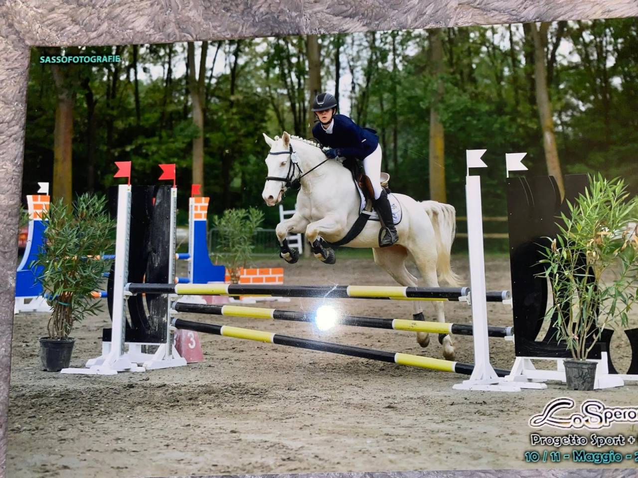 Mare Connemara For sale 2019 Cremello