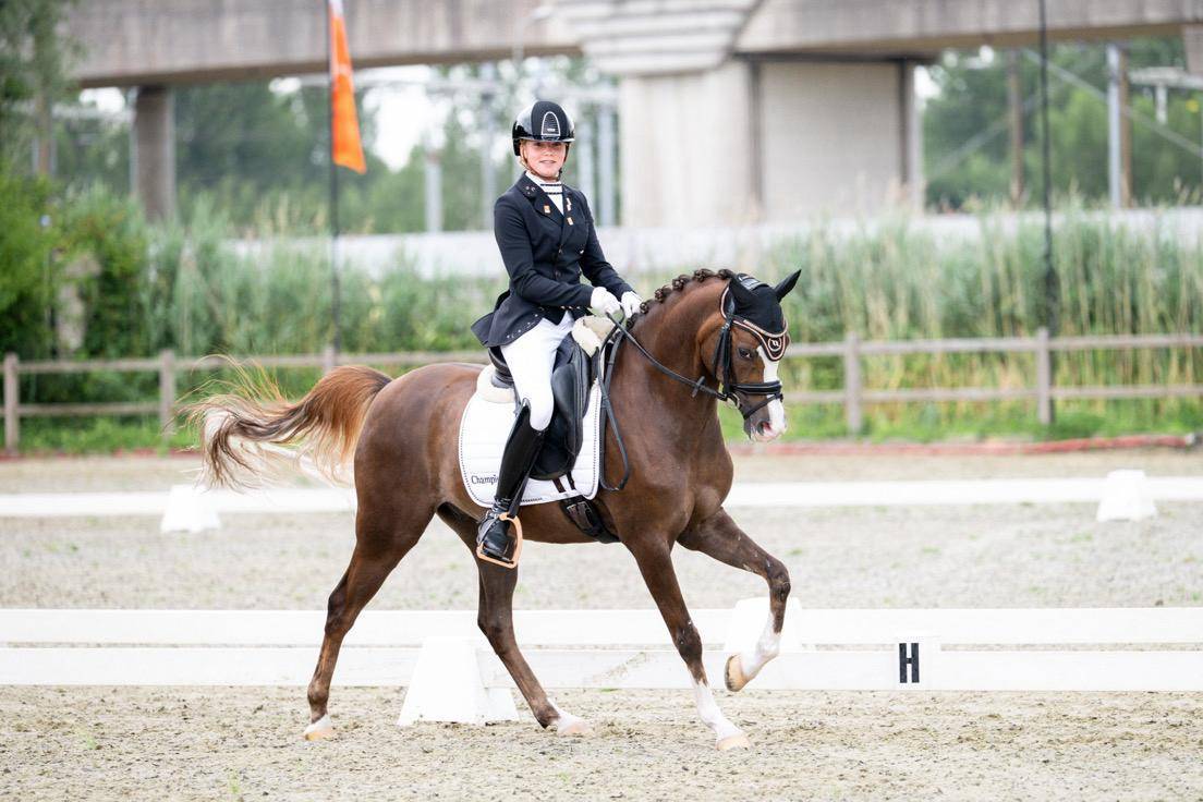 Gelding Welsh Pony (Section D), Welsh Cob For sale 2015 Liver chestnut