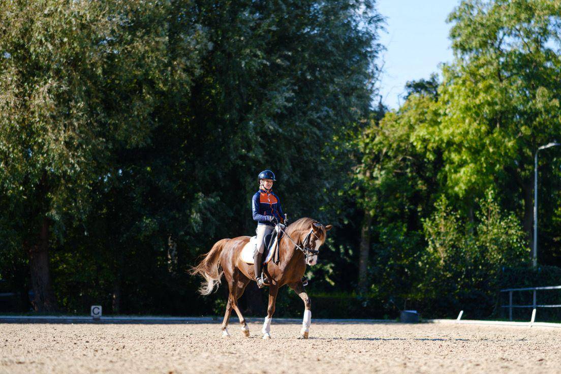 Gelding Welsh Pony (Section D), Welsh Cob For sale 2015 Liver chestnut