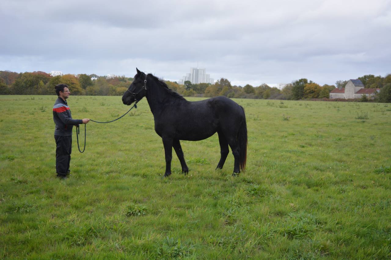 Mare No Origin Recorded For sale 2021 Black