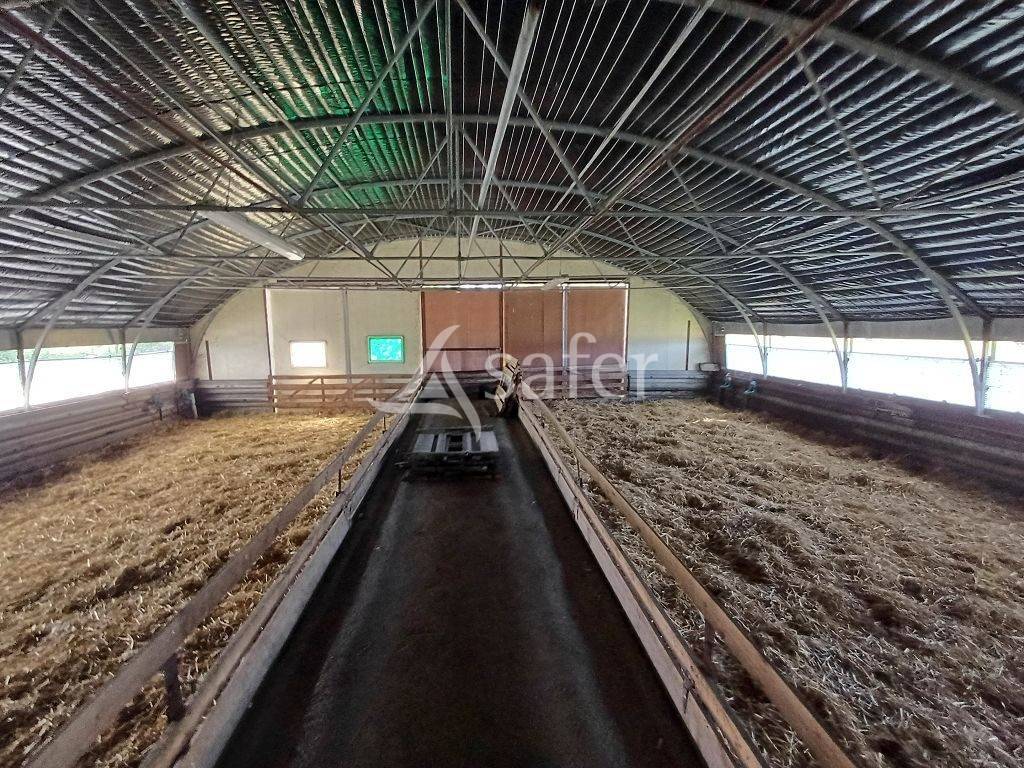 Sheep farm  Haute-Vienne