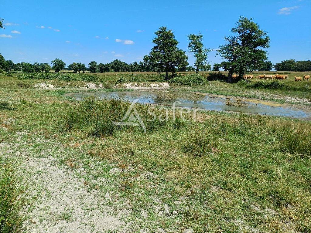 Sheep farm  Haute-Vienne