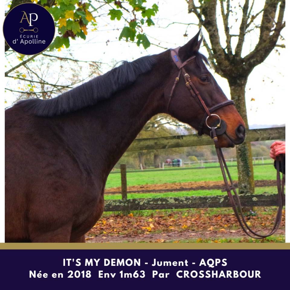 Mare AQPS For sale 2018 Bay