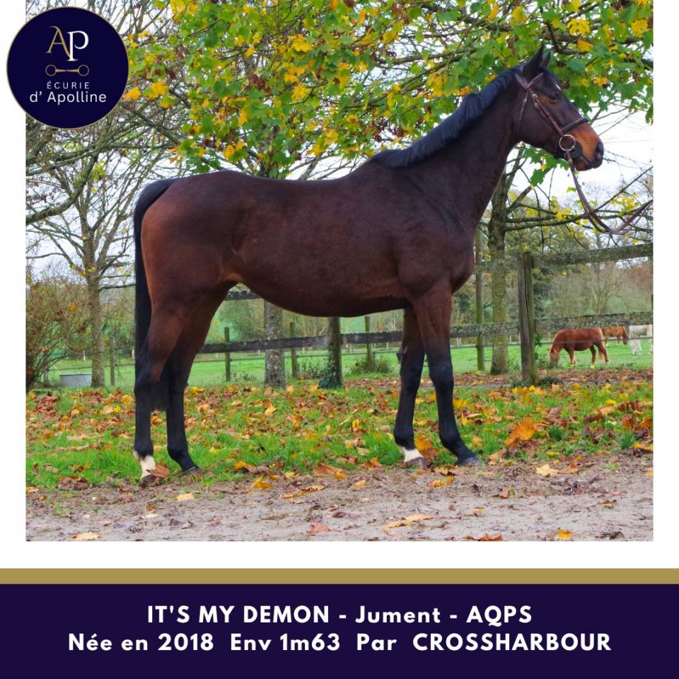 Mare AQPS For sale 2018 Bay