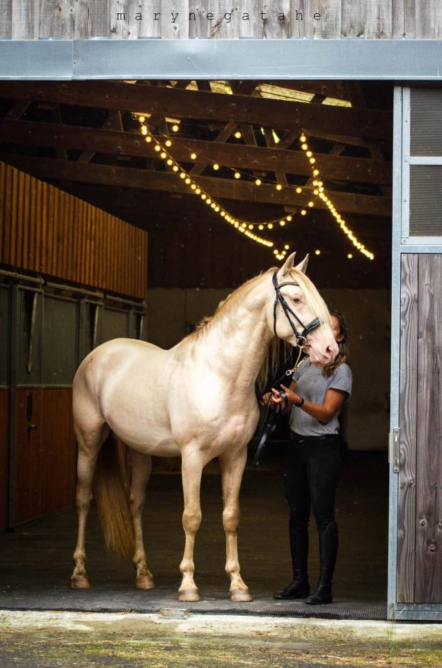 Lucero del sol II - PRE Pure Spanish Bred 2021 by Tarzano GSA