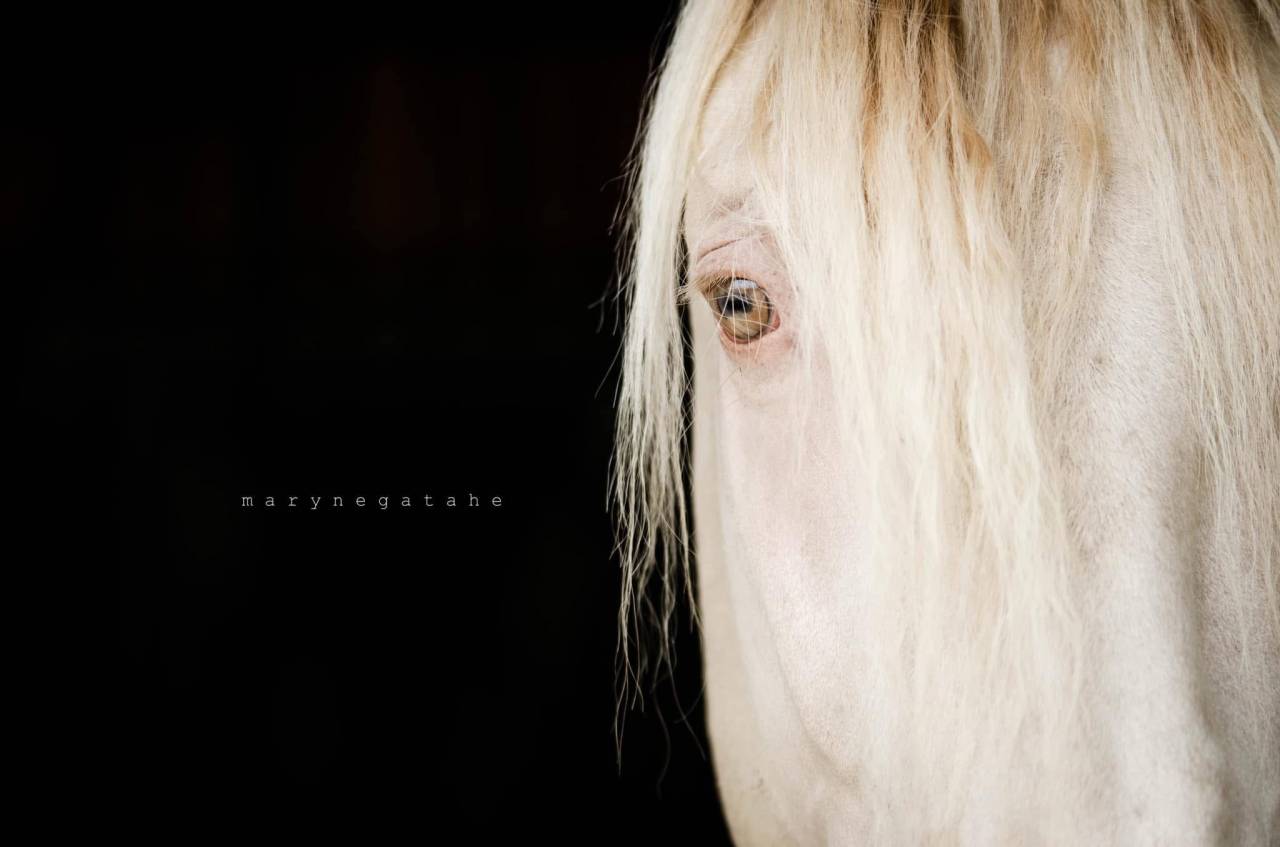 Lucero del sol II - PRE Pure Spanish Bred 2021 by Tarzano GSA