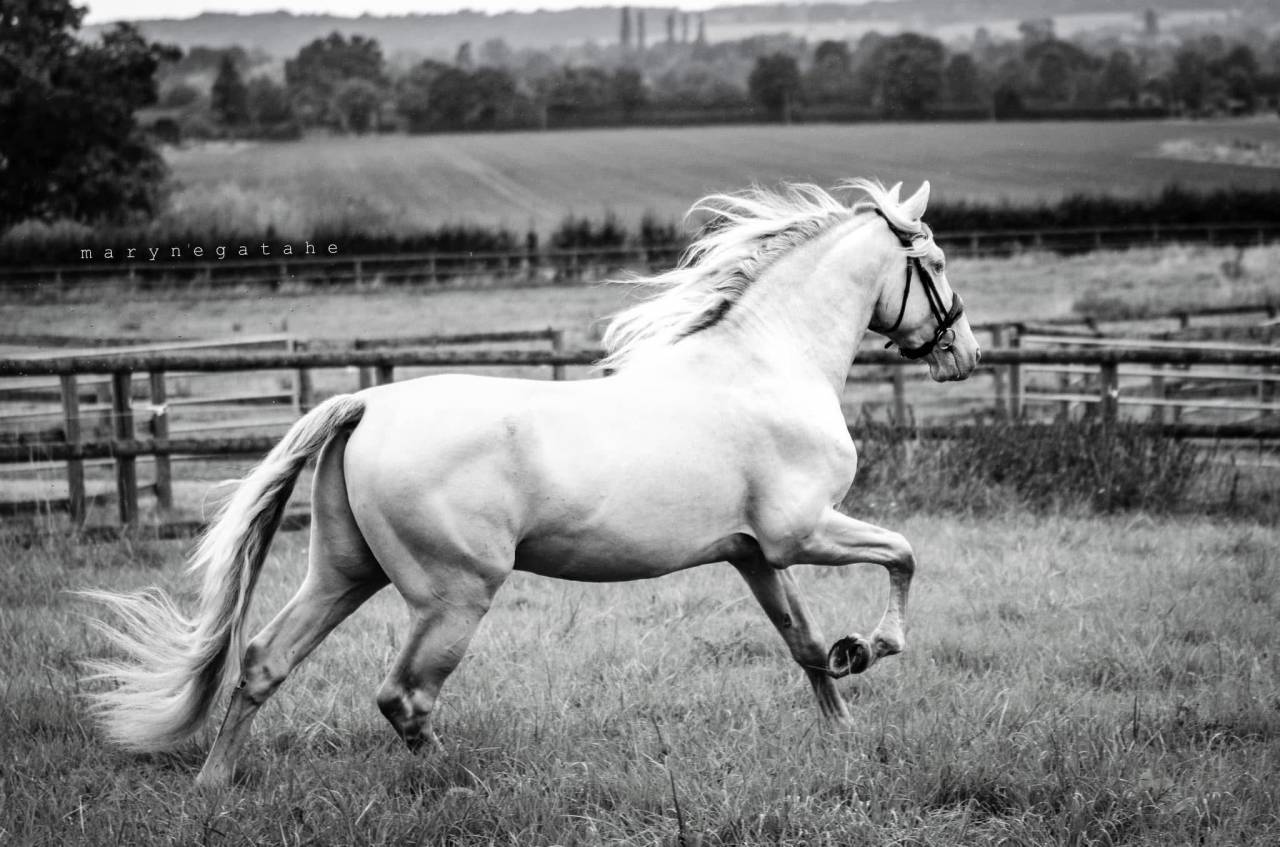 Lucero del sol II - PRE Pure Spanish Bred 2021 by Tarzano GSA