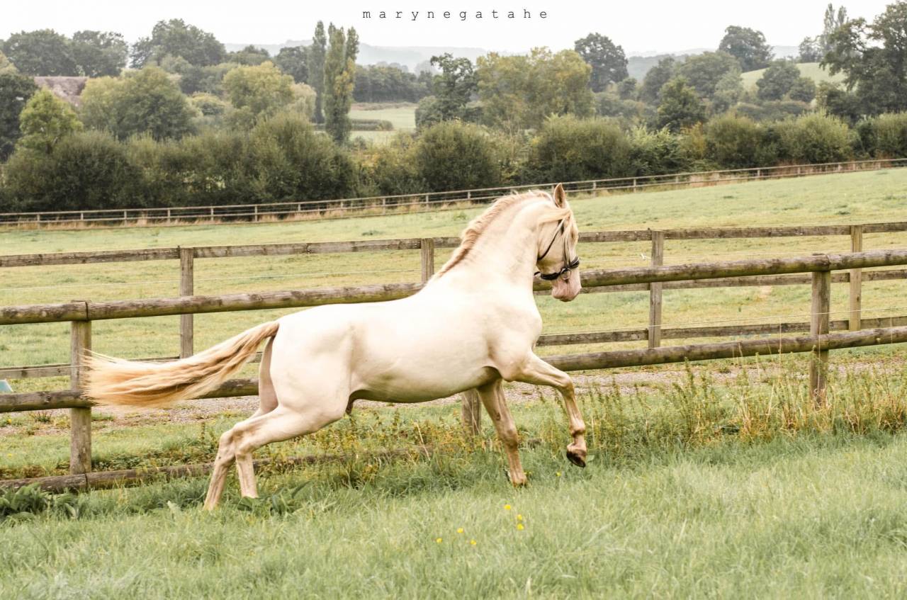 Lucero del sol II - PRE Pure Spanish Bred 2021 by Tarzano GSA