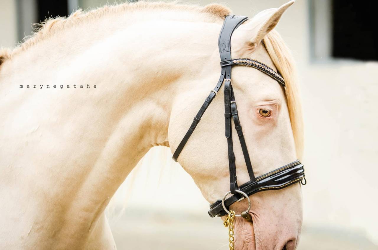 Lucero del sol II - PRE Pure Spanish Bred 2021 by Tarzano GSA