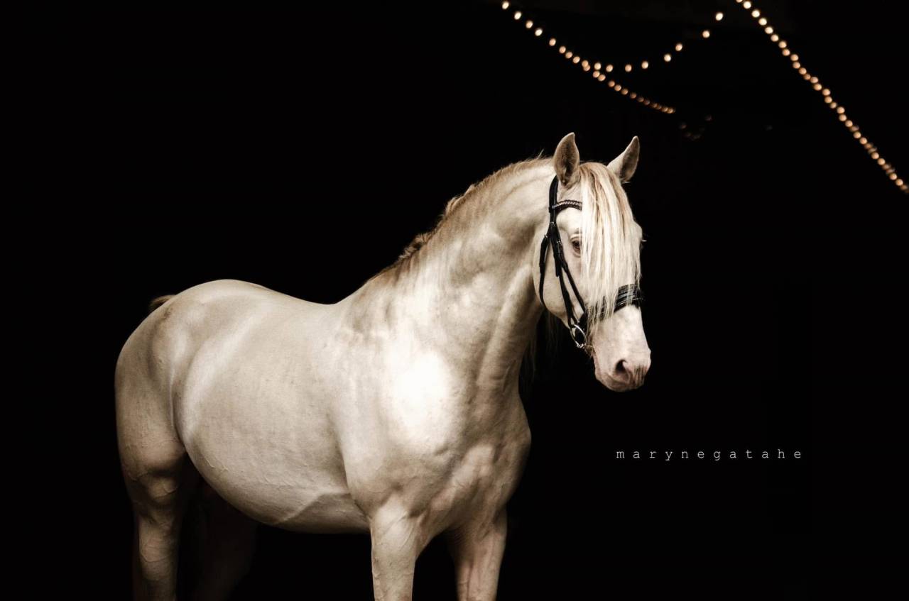 Lucero del sol II - PRE Pure Spanish Bred 2021 by Tarzano GSA