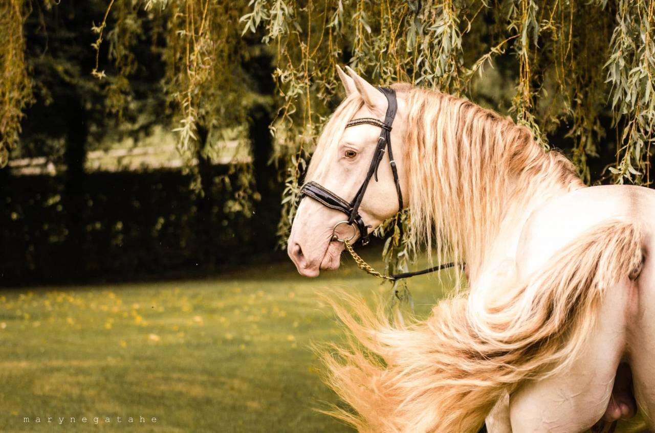 Lucero del sol II - PRE Pure Spanish Bred 2021 by Tarzano GSA