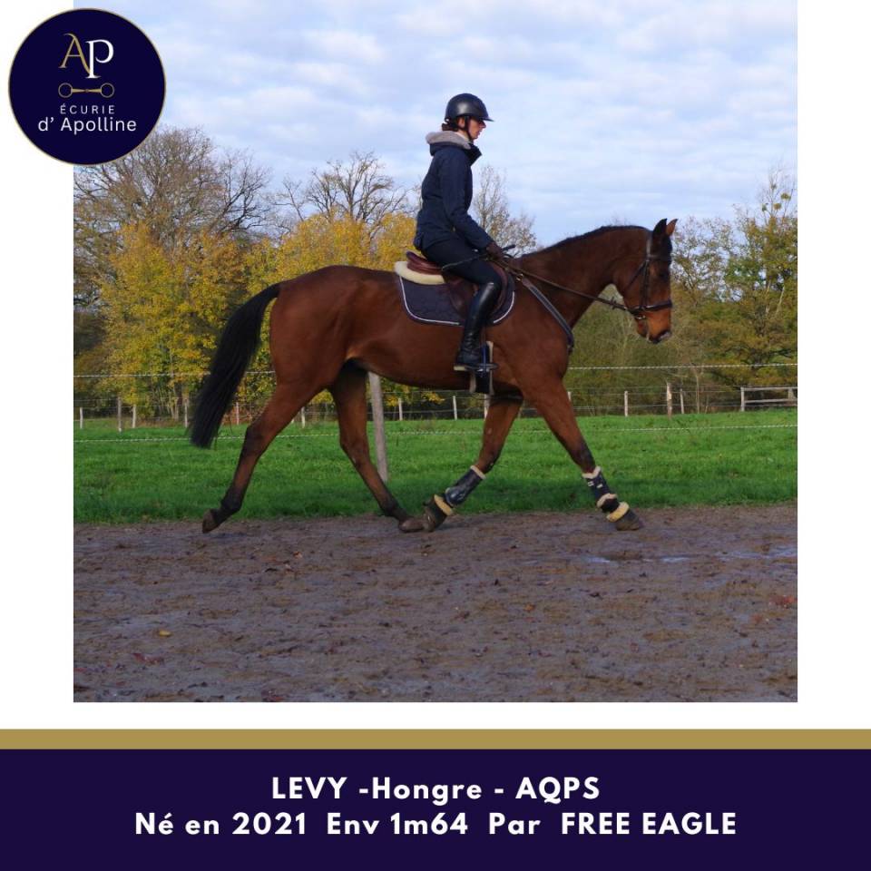 Gelding AQPS For sale 2021 Bay