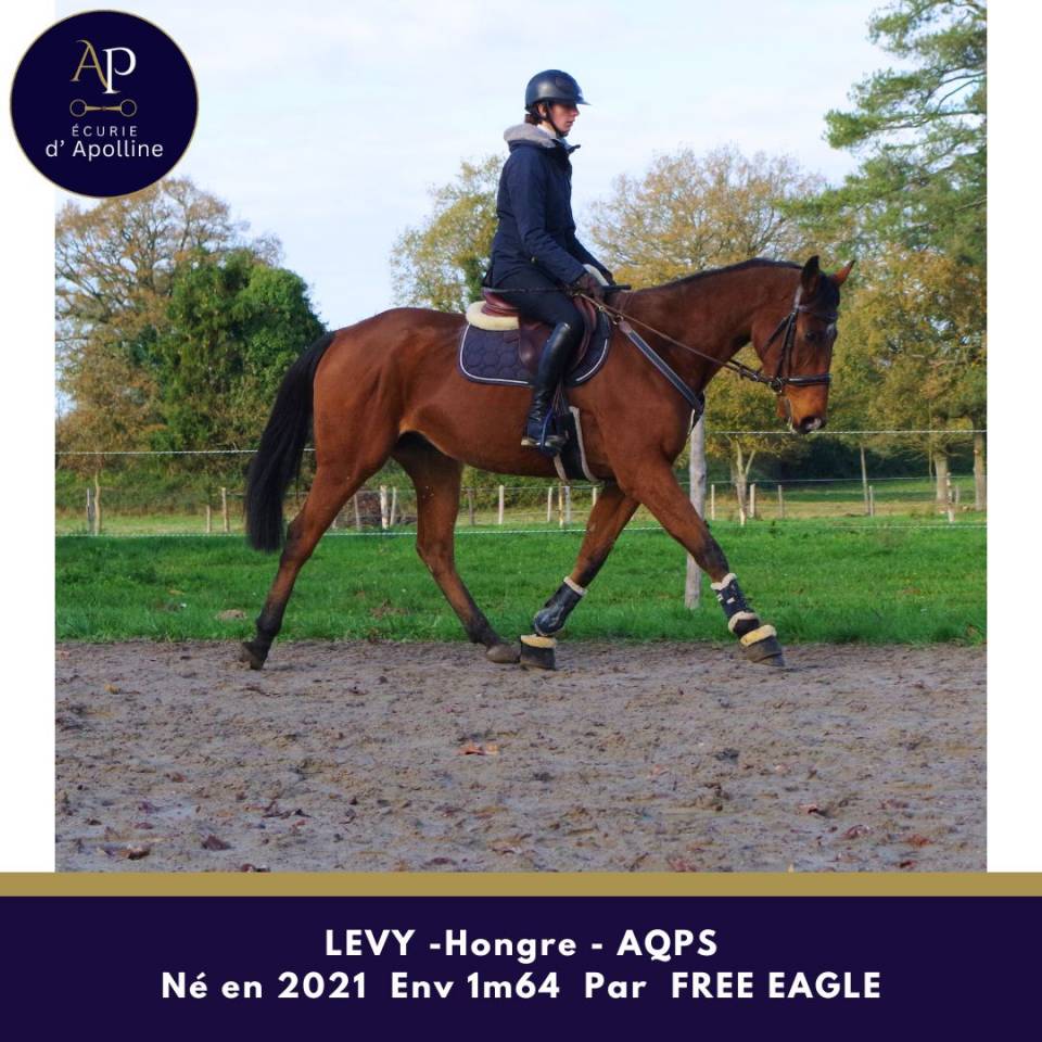 Gelding AQPS For sale 2021 Bay