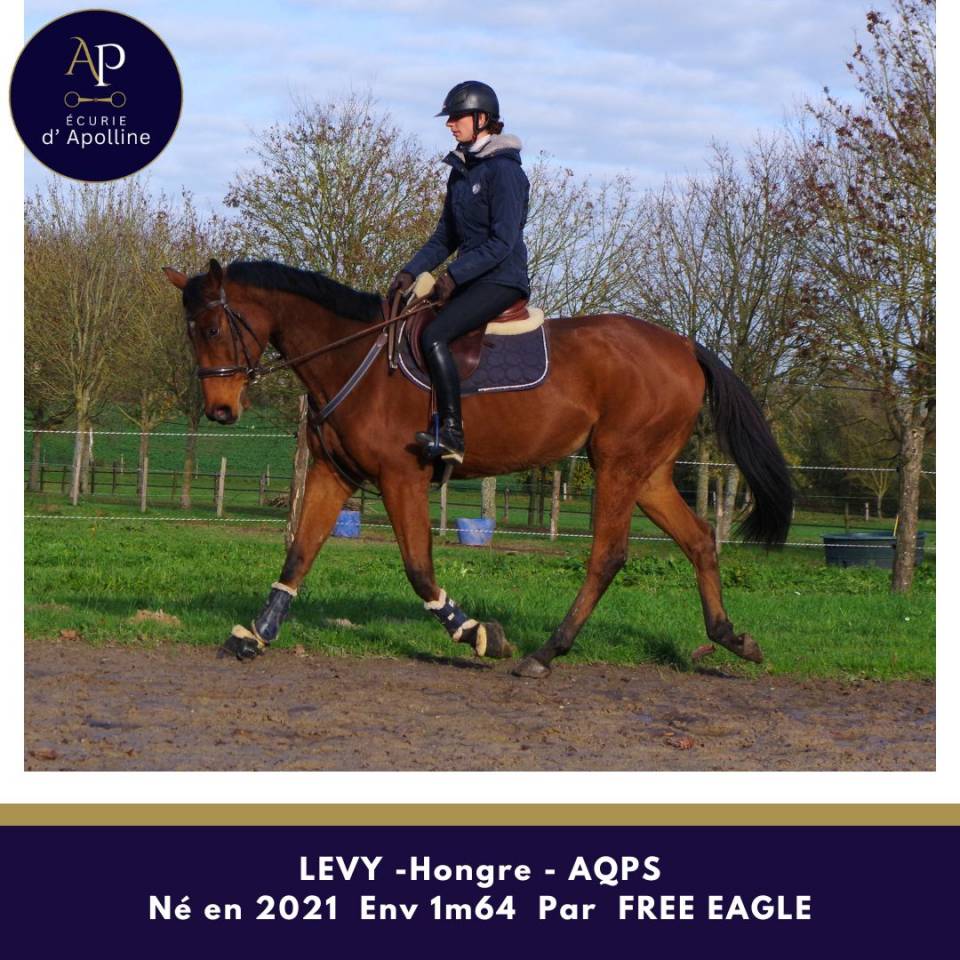 Gelding AQPS For sale 2021 Bay