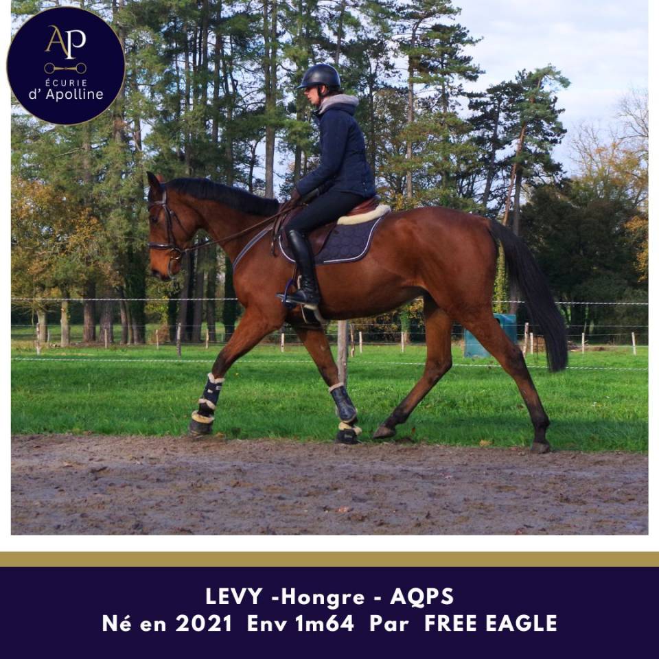 Gelding AQPS For sale 2021 Bay