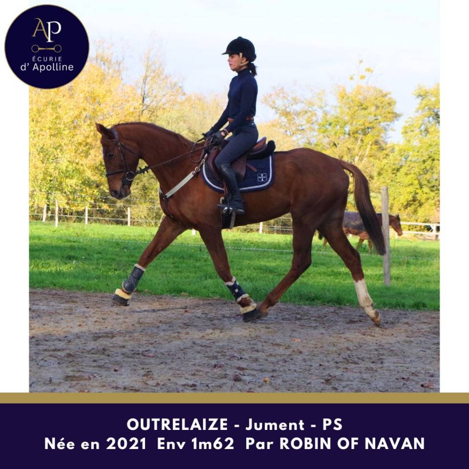 Mare Thoroughbred For sale 2021 Chesnut