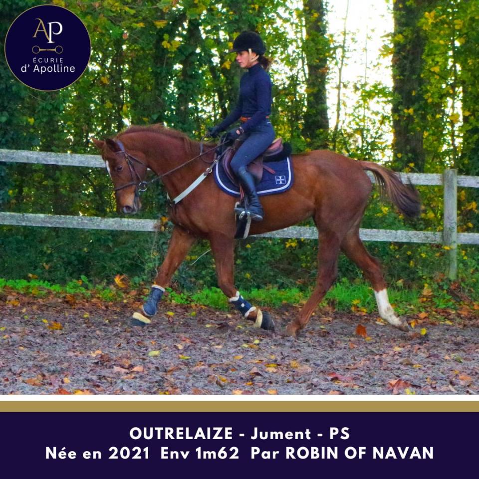 Mare Thoroughbred For sale 2021 Chesnut