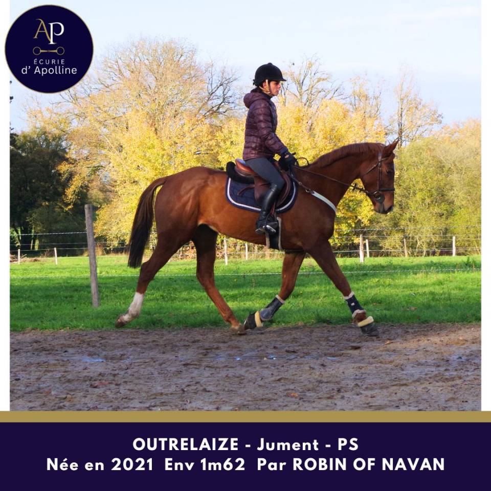 Mare Thoroughbred For sale 2021 Chesnut