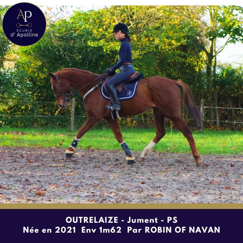 Mare Thoroughbred For sale 2021 Chesnut