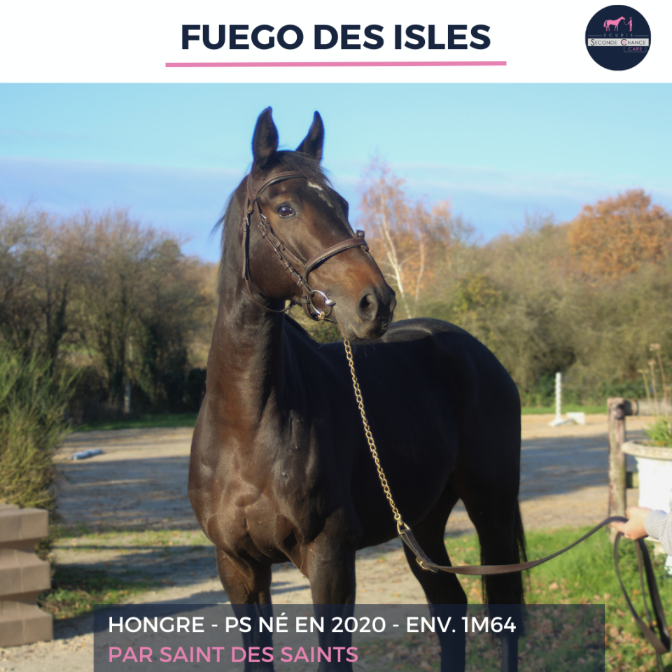 Gelding Thoroughbred For sale 2020 Black