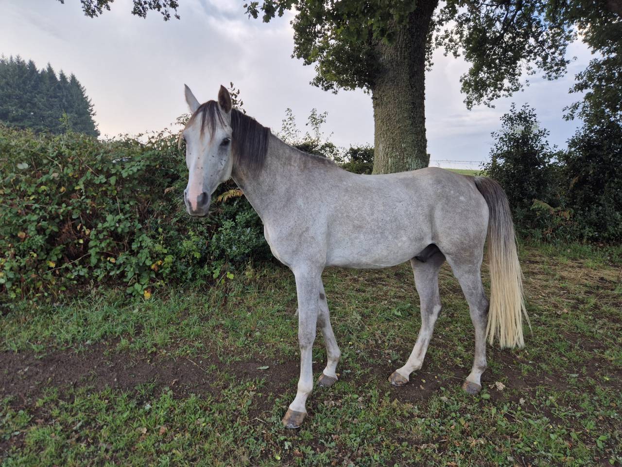 Gelding Arabian Thoroughbred For sale 2019 Grey