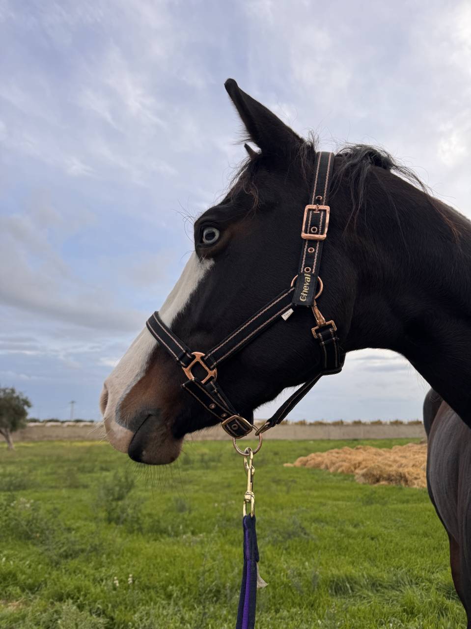 Mare Quarter For sale 2021 Dark Bay