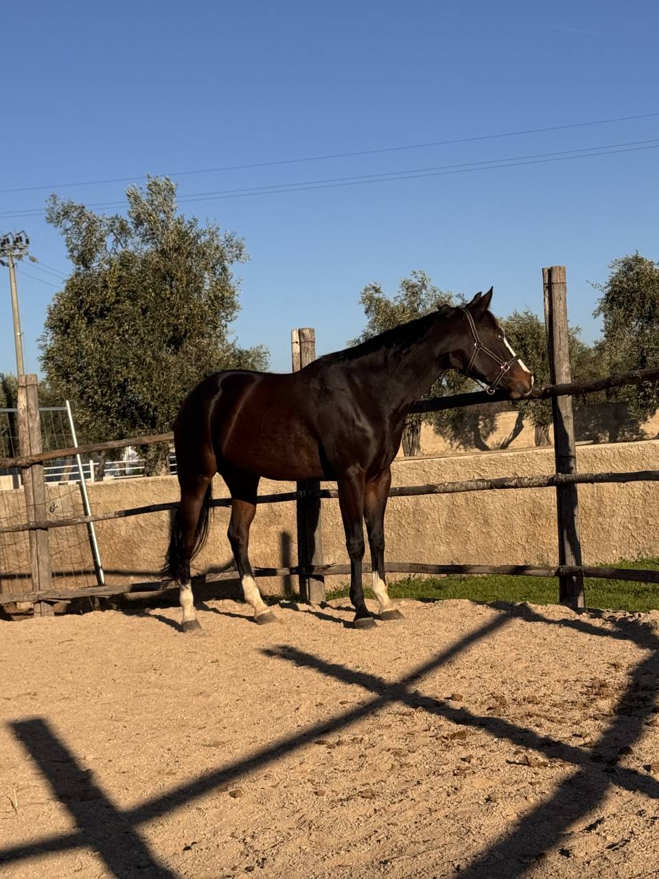 Mare Quarter For sale 2021 Dark Bay